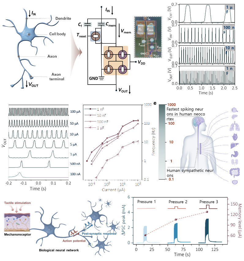 Neuromorphic OECTs