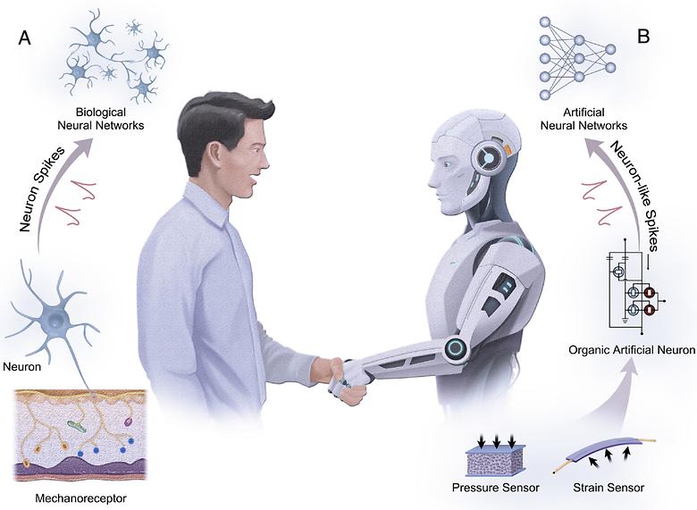 An Organic Electrochemical Neuron for a Neuromorphic Perception System