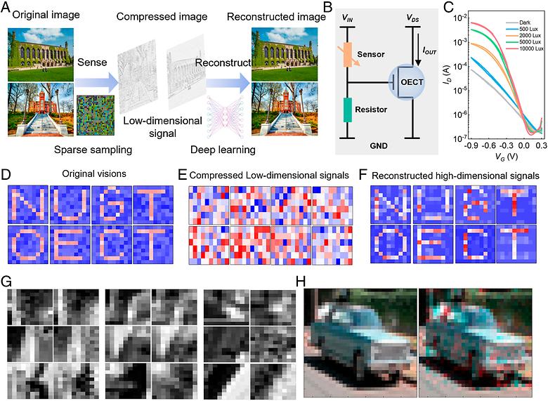 Broadly applicable hydrophilic additive enhances electrochemical transistor function